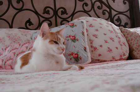 Pinky on pink - bed, resting, lovely, pink, cat