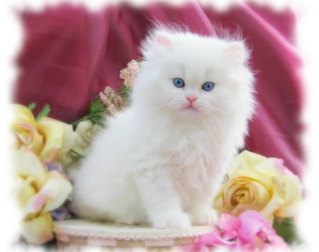 cute cat - white, cat, eyes, blue, flowers, lovely, ketten, cute