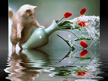 oooops cat - cat, ooops, water, lovely, ketten, white, fall, red, flowers, cute