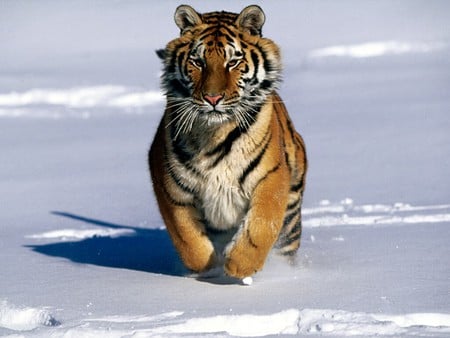 Running Tiger - snow, striped, tiger, soft