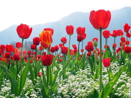 Tulips for Dear Anca Simonia - sky, mounts, red, tulips, flowers, mountains, landscapes