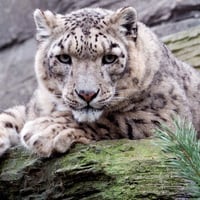 Snow Leopard