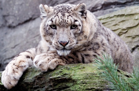 Snow Leopard - log, snow leopard, cute, cool