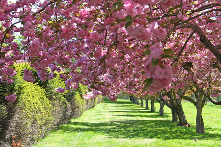 The power of spring - blossoms, pink, sesons, power, landscape, beauty, beautiful, flowers, spring, grass, garden, background, trees, nature, green