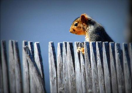 squirrel - blue, fence, squirrel, wild, animals