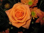 Pretty Orange Rose