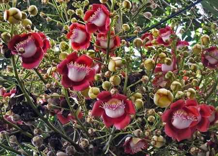 Cannonball Tree