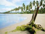 Tropical-Shore-and-Palms