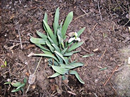 Snowdrop - spring, protected, snowdrop, flower