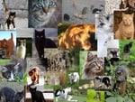 Cat Collage