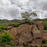 Tree on rock