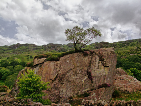 Tree on rock - nature, tree, forests, rocks