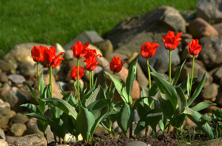 Red flowers - nature, flowers, rocks, red