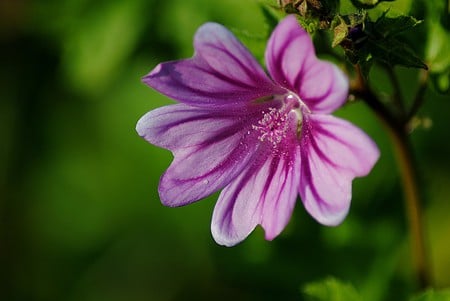 purple - flowers, nature, purple, green