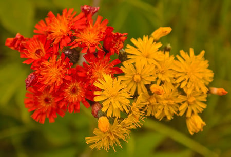 Red and yellow - nature, flowers, yellow, red