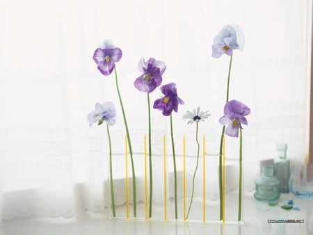 flowers - nice, flowers, decoration, vase