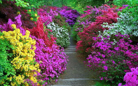 Azaleas - azaleas, nature, pathway, purple, yellow, red, pink, green, flowers, garden