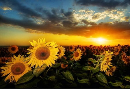 Sunset - sky, sunflowers, clouds, field, yelow, sunset