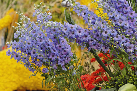 Colorful Flowers - nature, purple, landscape, beautiful, flowers, wind