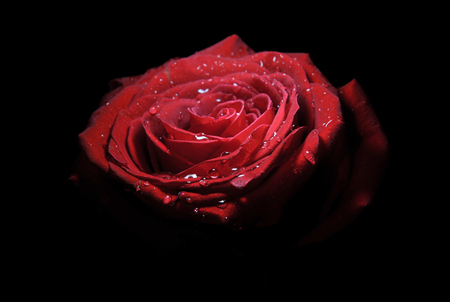 Red rose - beauty, water drops, red, rose, flower, red rose