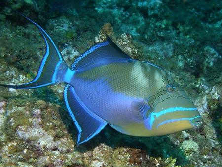 Queen Triggerfish - tail, water, irridescent, tropical, sub tropical, underwater, colour, fins, blue, green, fish