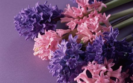 Lavendar and Pink - pretty, blooms, colour, stems, flower, petals, pastel