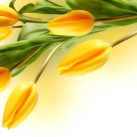 Yellow tulips