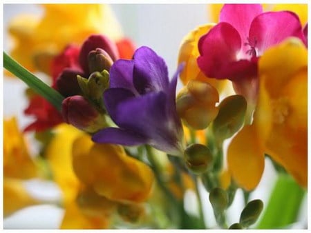 colorful - colorful, freesia, spring, flower