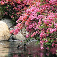 Spring swim