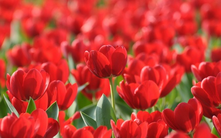 Red Tulips - red, tulips, beautiful, flowers, tulip, nature