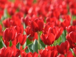 Red Tulips