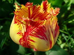 tulip