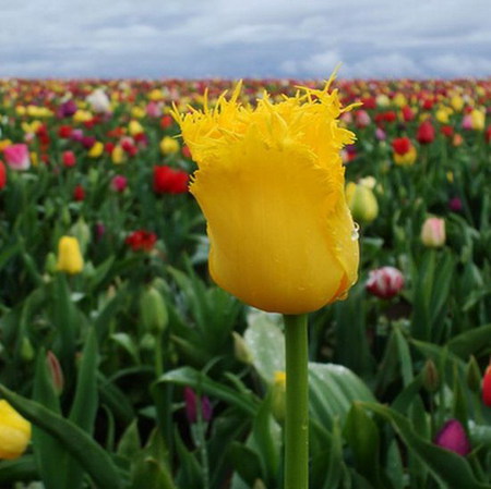 field - yellow, tulip, field, flower, spring