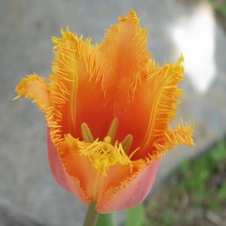 tulip - spring, flower, orange, tulip