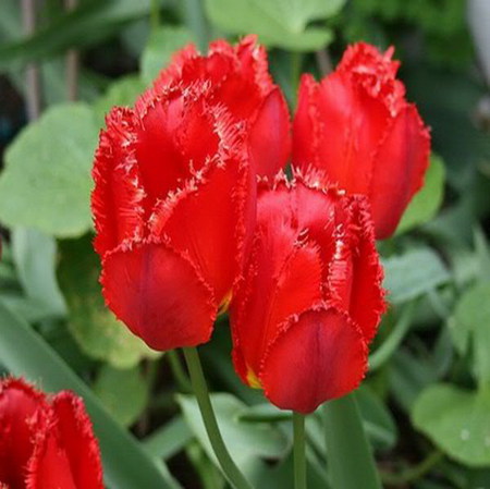 tulips - tulips, flower, red, spring