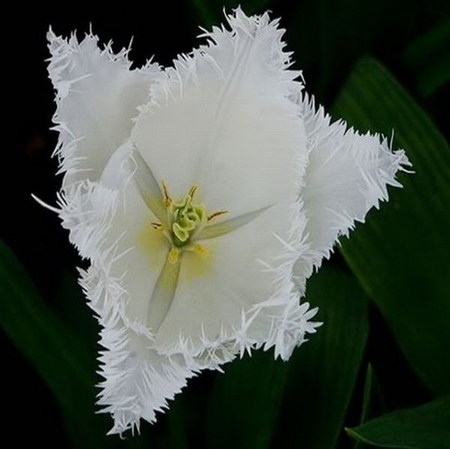 tulip - white, tulip, flower, spring