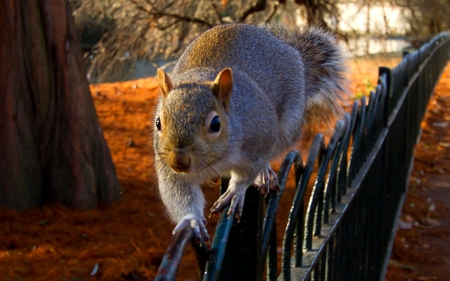 STUNT WALKING - squirrel, fence, walk, tree, park, autumn