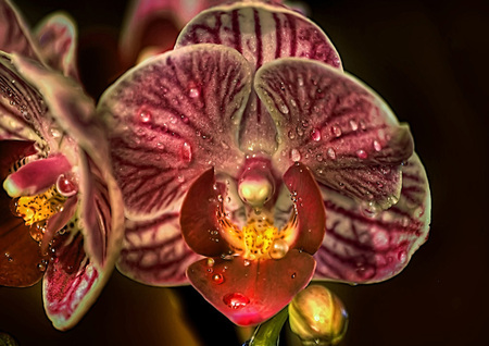 Orchid - blossom, red flower, flower, orchid