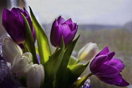 White and purple - white tulip, beauty, purple tulip, tulips, bouquet, spring, white, purple, flowers, flower