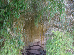 bamboo path