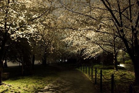 night - blossoms, garden, spring, night, lamps