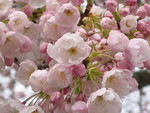 pink blossoms