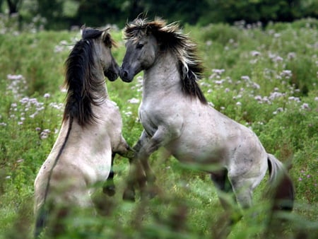 Challenge - horses, dappled grey, field, stallions, fighting