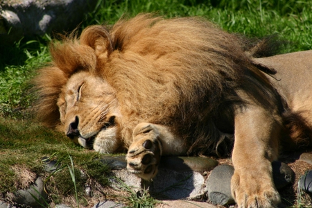 The Sleeping King - male, king, lion, sleeping, the