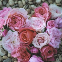 FOR YOU DREAMER-GIRL FROM  KATE