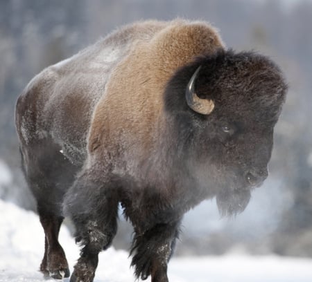 Bison - american, big, bison, buffalo