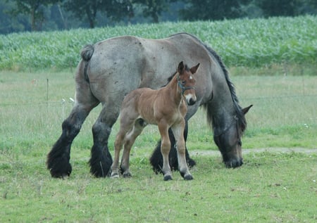 Draft Horse - and, mother, draft, horse, child