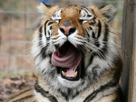 Tiger - cat, big, tiger, sleep