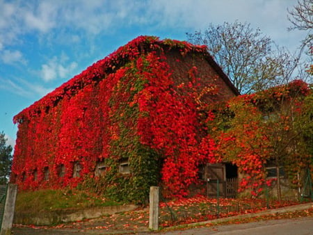 Vines gone wild - red, vines, barn, covered, country