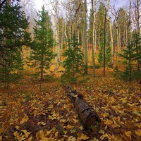 A Fallen Tree